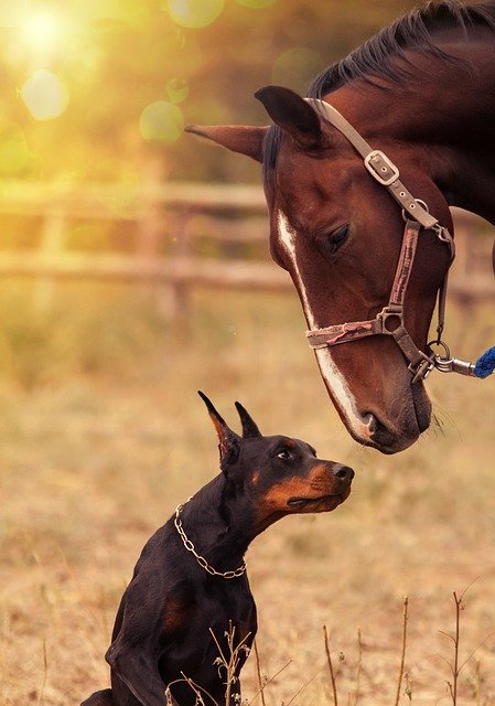 horse-5642874_640
